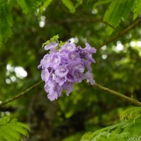 Jacaranda mimosifolia D.Don